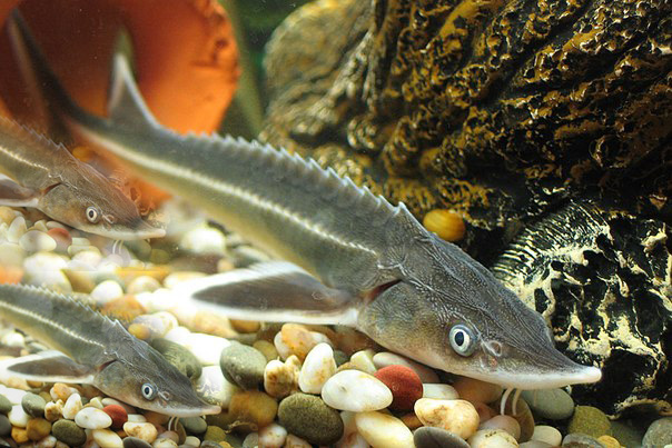 Ertis ózenine 35 myń shabaq jiberildi
