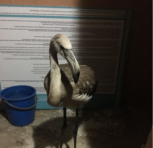 Qaraǵandyda aýladan tabylǵan qoqıqaz qoryqqa jiberildi