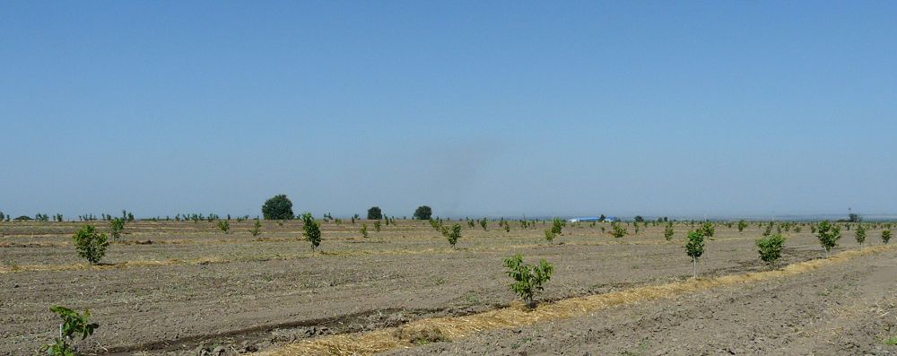 Jetisýda jańǵaq ósedi