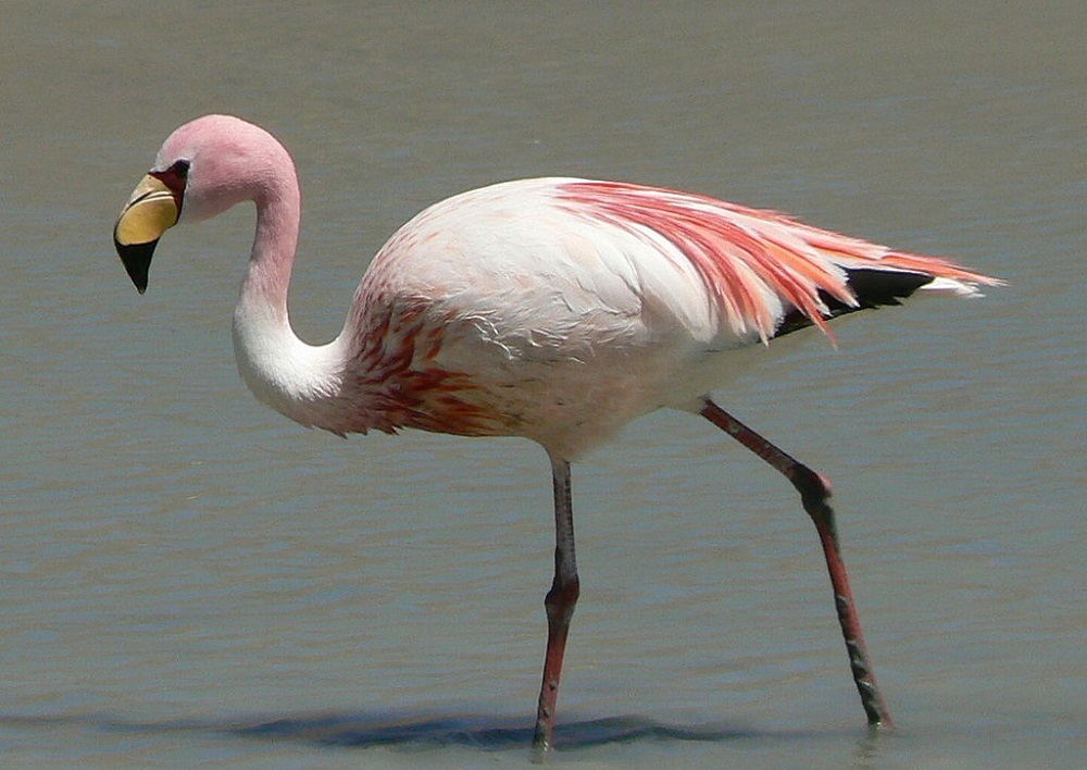 Qaraǵandydan qoqıqaz tabyldy