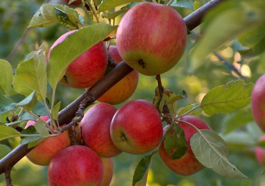 Almatyda Panfılov kóshesiniń boıynda dekoratıvti alma baǵy paıda bolady