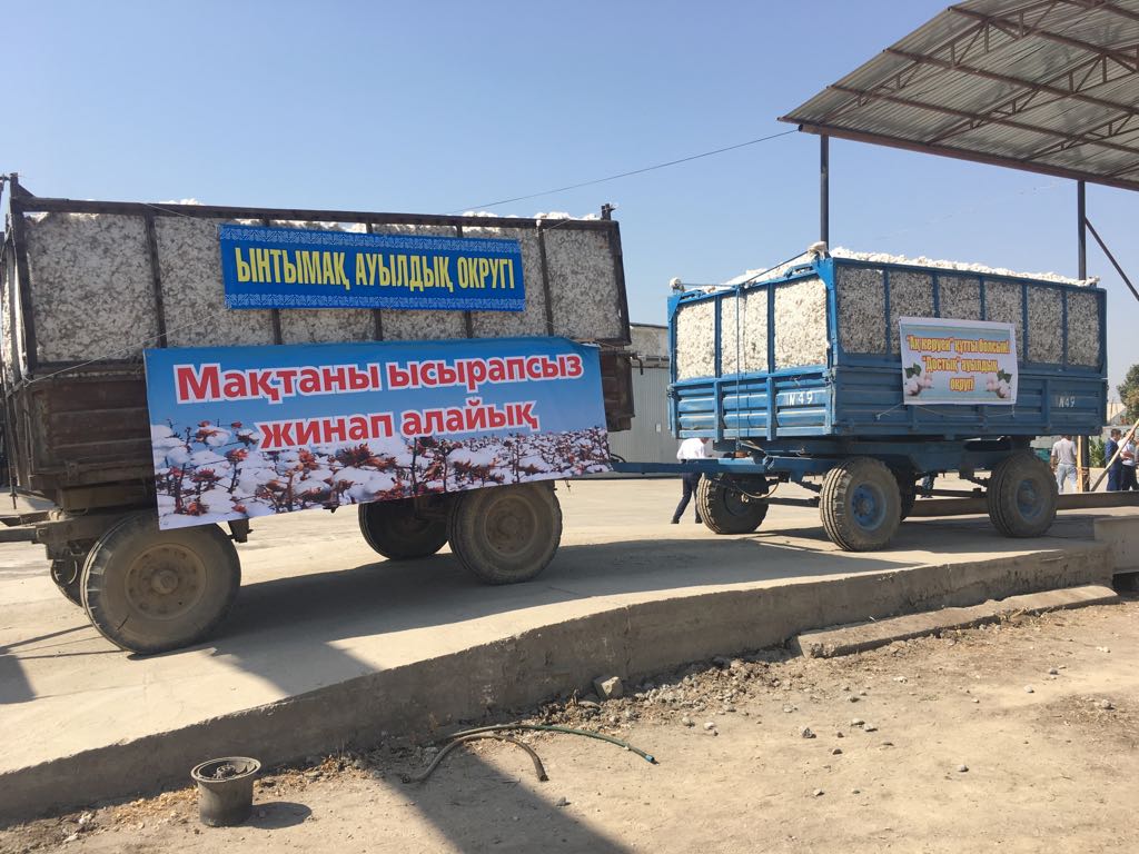 Maqtaralda maqta terimi bastaldy