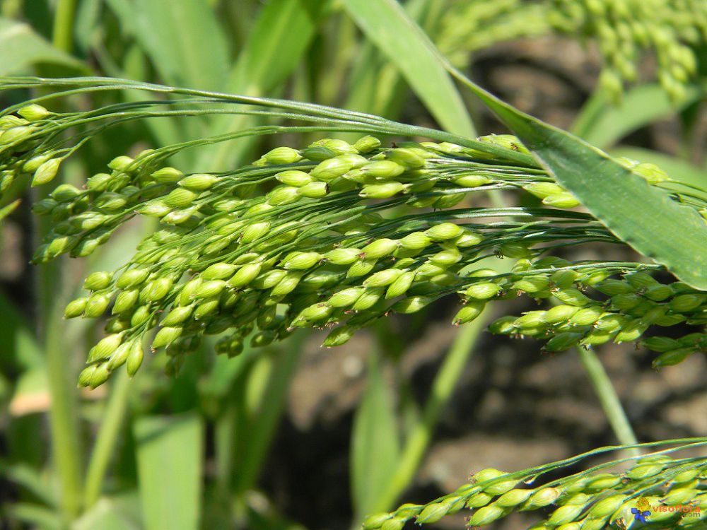 Shyǵanaq jolymen nemese tary ósirý dástúri jalǵasa beredi