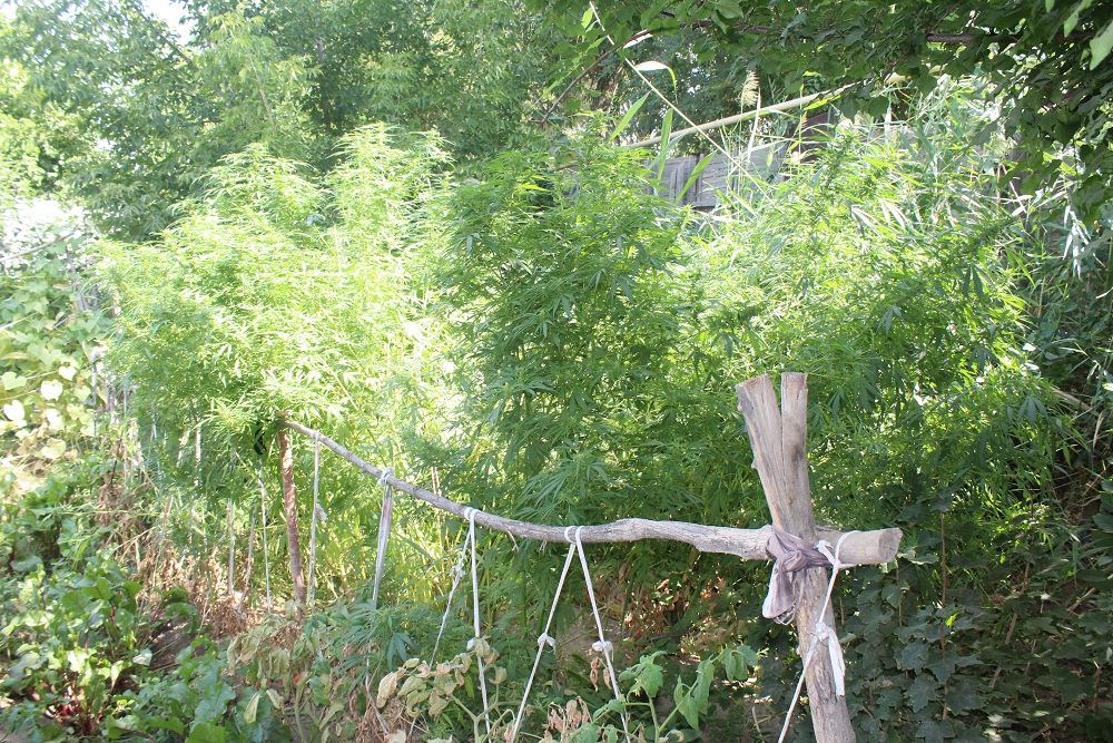 Qyzylordalyq polıseıler iri esirtki alqabyn anyqtady