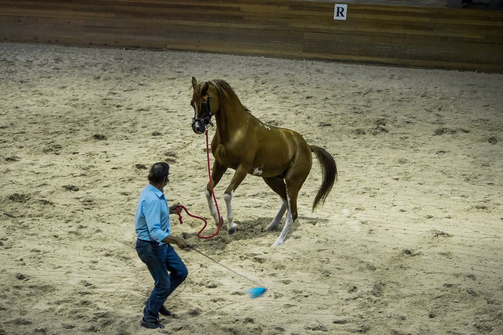 Sáıgúlikter súısintti