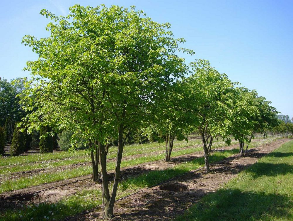 Aýylda Áýezov baǵyn ashty