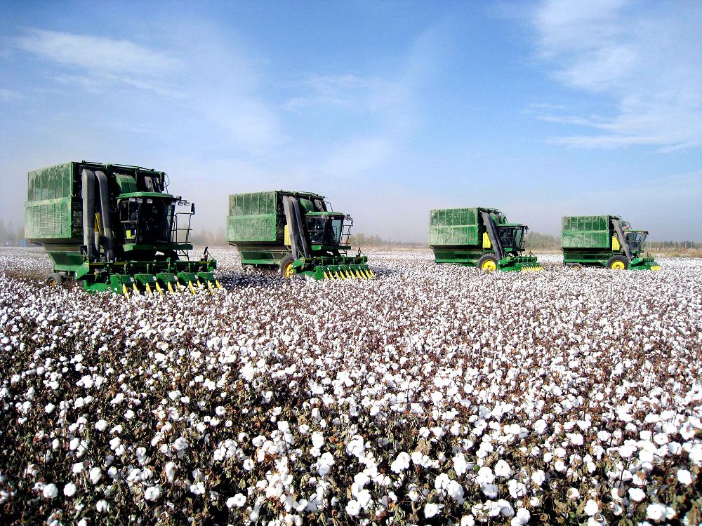 Bıyl 300 myń tonna maqta jınaý josparlanýda