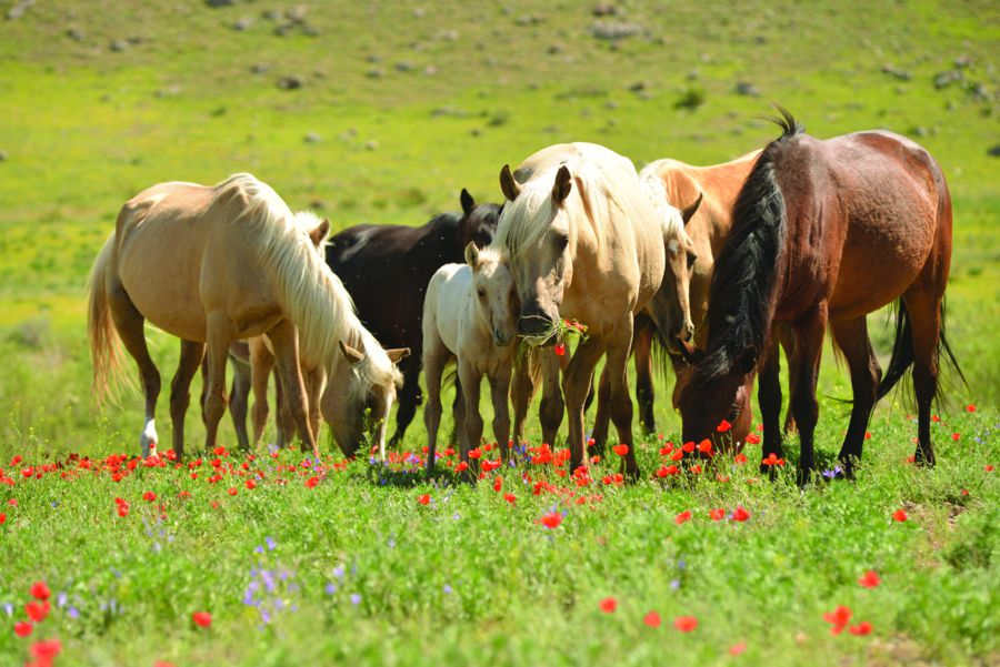 Jylqynyń ıgiligin durys kóre almaı otyrsyzdar - fransýz sarapshysy