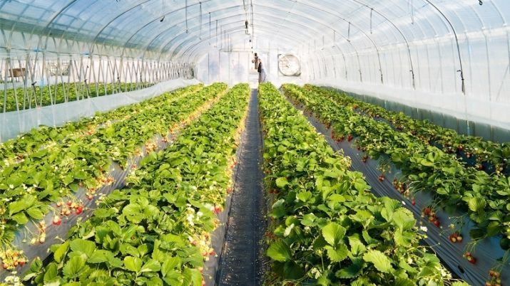 Memleket basshysy «Greenhouse Kazakhstan» jylyjaı keshenin aralap kórdi