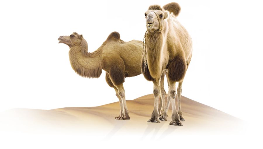 Túıe sútin óndirýdi eń jaqsy meńgergen halyq