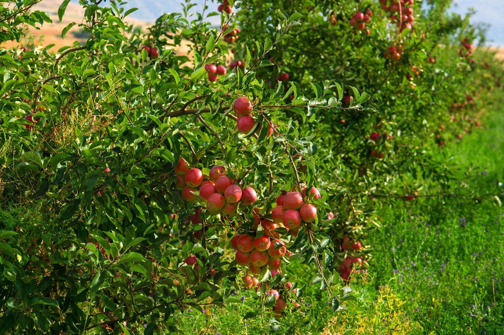 Ońtústik baǵbanshylary bıyl 86 myń tonna alma jınady