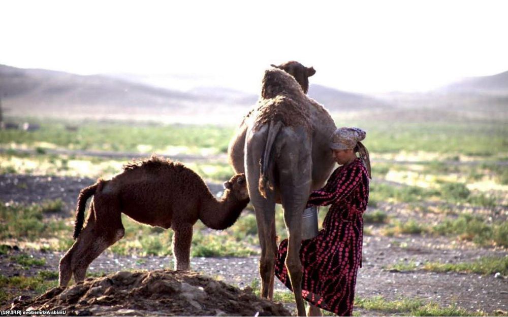 Qazaq – qashanda qazaq!