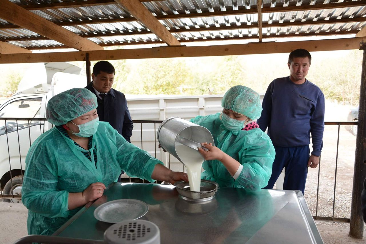 Qazyǵurttyq sharýalar sút ónimin eki esege arttyrmaq