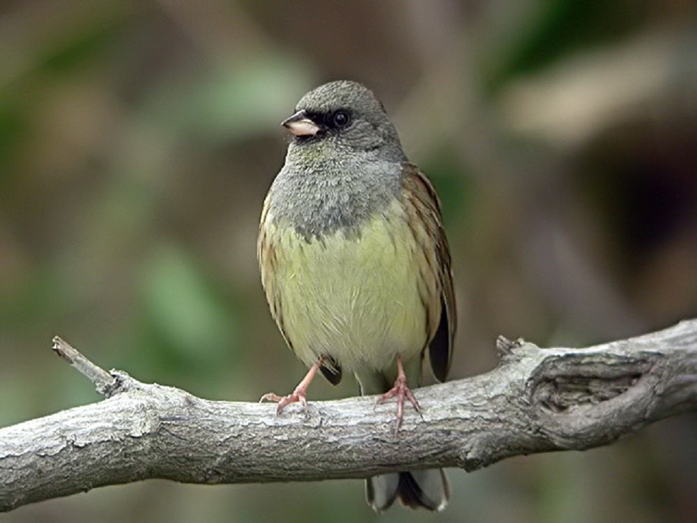 Bıolog Hırt Sapanohe Qara Úbe ózeninde beımálim qusty kezdestirdi