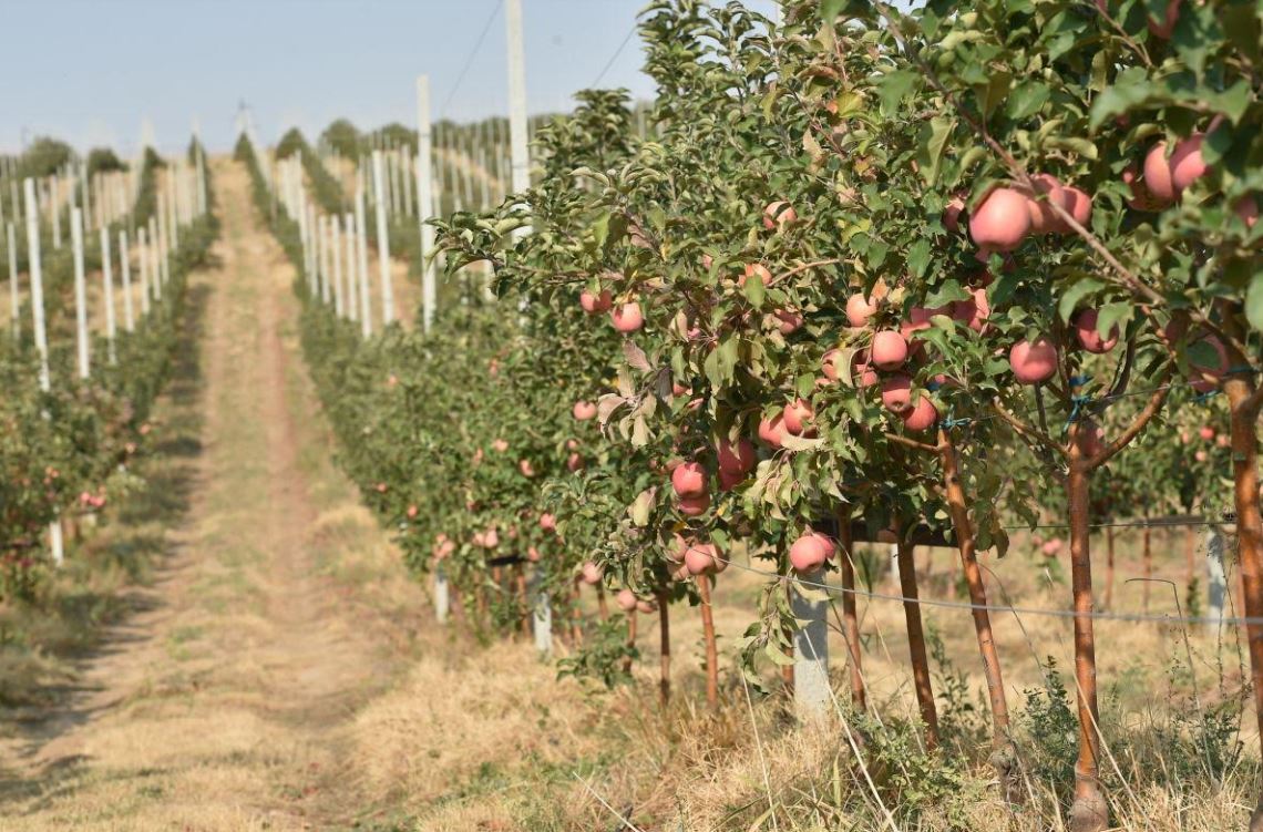 Saryaǵash aýdanynda qarqyndy baý kólemi artyp keledi