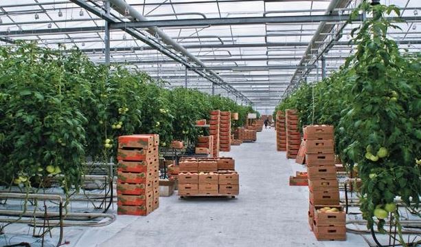 OQO-daǵy jylyjaı kesheni jarty jylda 4 myń tonna ónim jınady