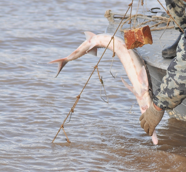 Úkimet basshysyna Qıǵash ózeni máselesi boıynsha depýtattyq saýal joldandy