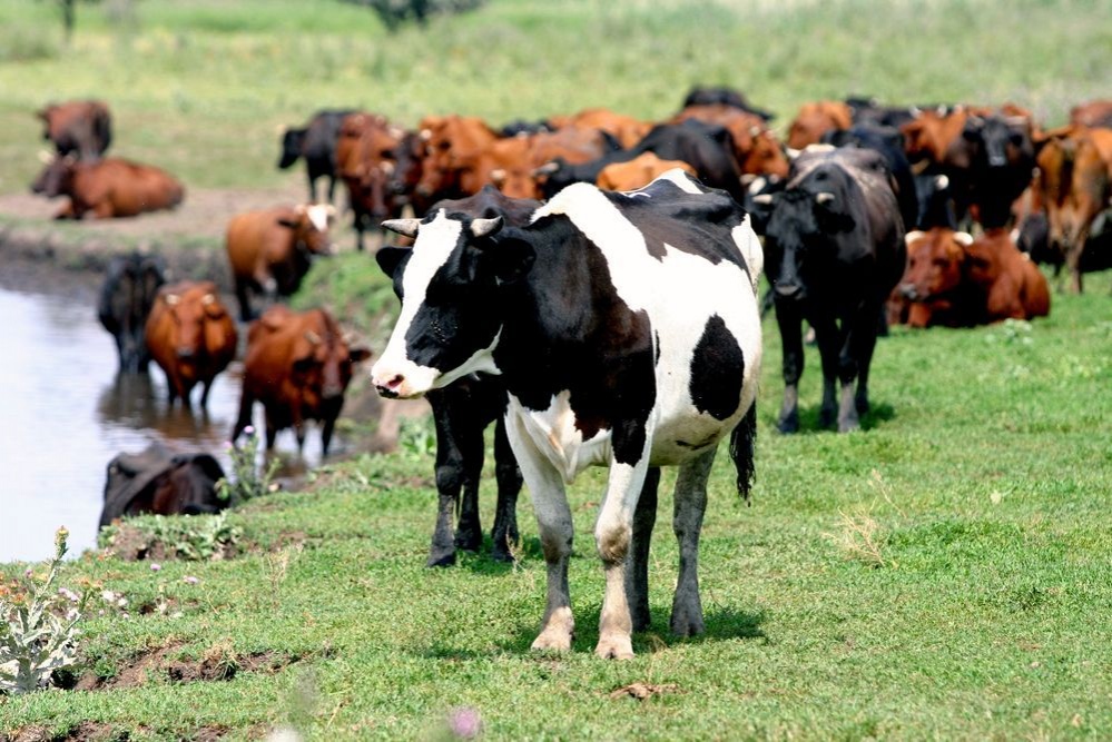 Mal qystatýǵa mán berý kerek