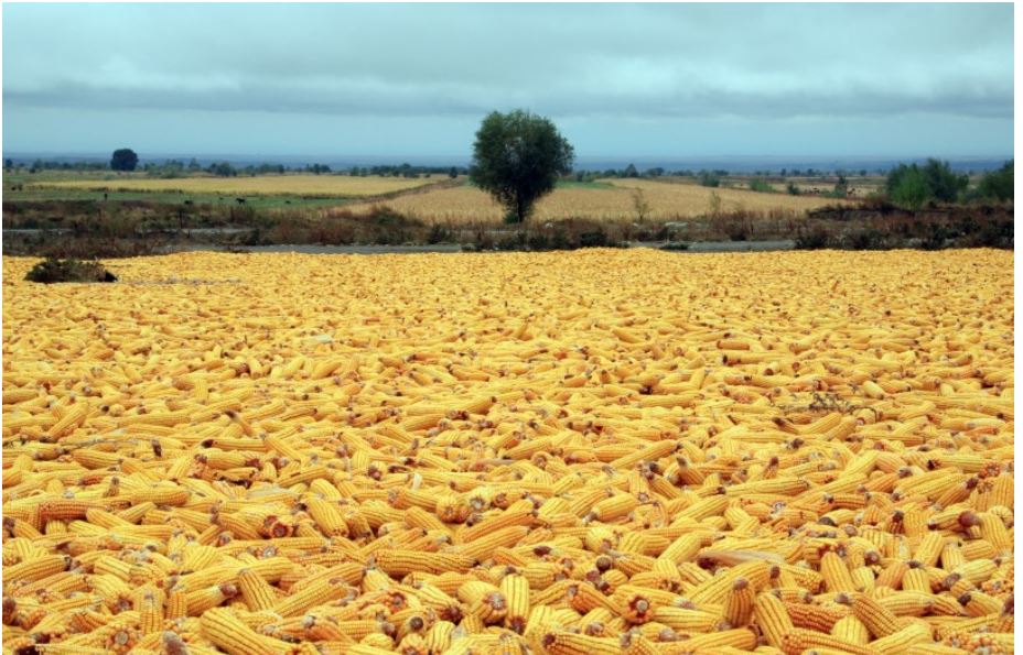 Qazaqstandaǵy soıanyń 97 paıyzy Almaty oblysynda ósiriledi