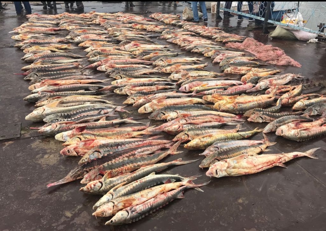 Atyraý oblysynda brakonerlerden 1 tonna 89 kg bekire balyǵy tərkilendi