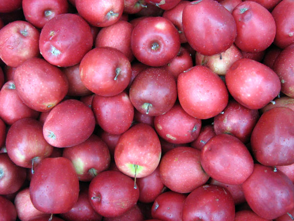 Qazyǵurttyq dıqandar ár gektardan 20 tonnadan astam ónim aldy