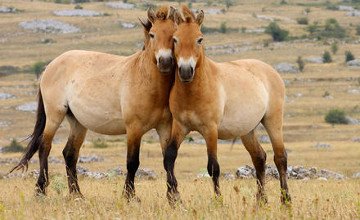 Qulandardy polıgon aýmaǵyna jersindirsek