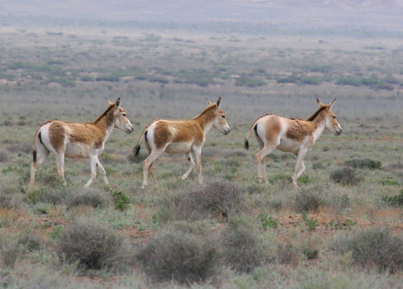 Torǵaı dalasyna qulandar jiberildi