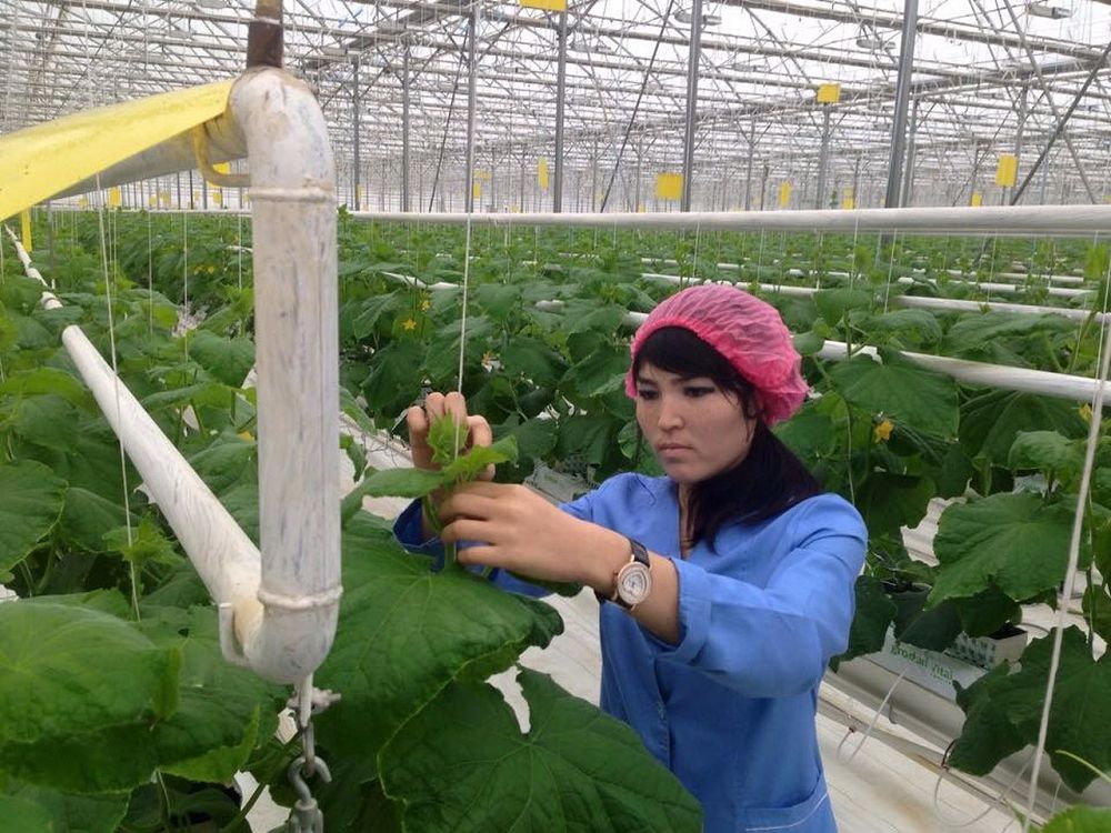 Elimizdegi eń iri jylyjaı – Ońtústikte