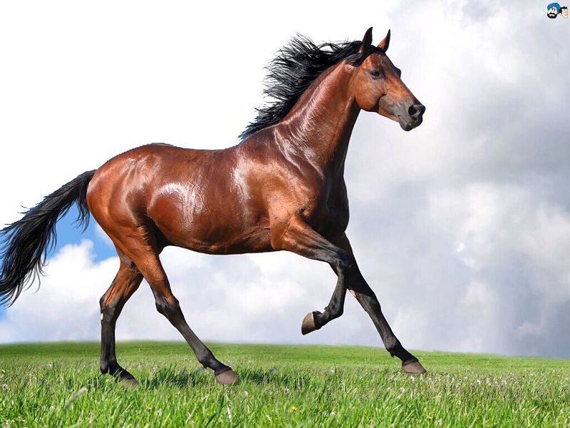 Dýlat tory (áńgime)