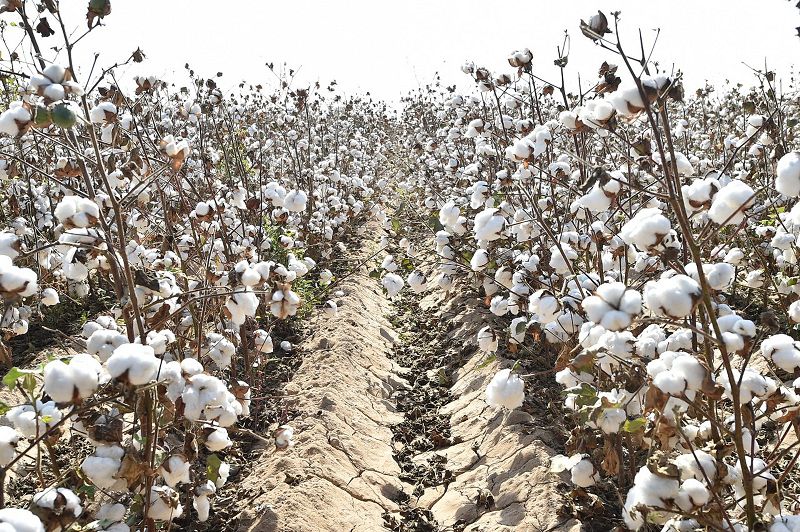 Maqta toıy Maqtaaralǵa qaıta oraldy