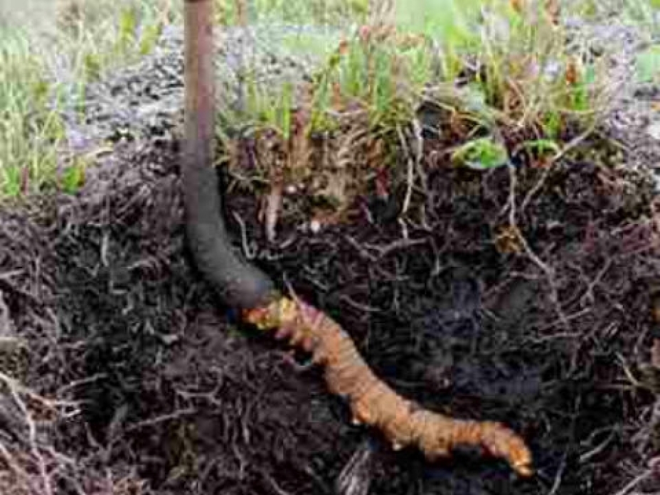 Emdik shópter túp tamyrymen julynýda