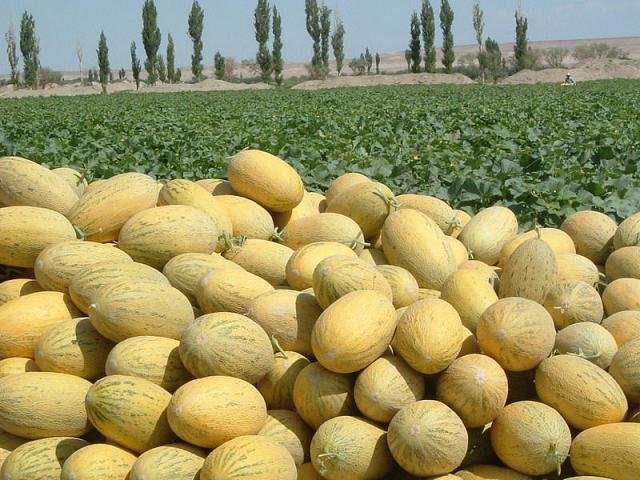 Ońtústikten 400 myń tonna baqsha ónimderi bes elge eksporttaldy