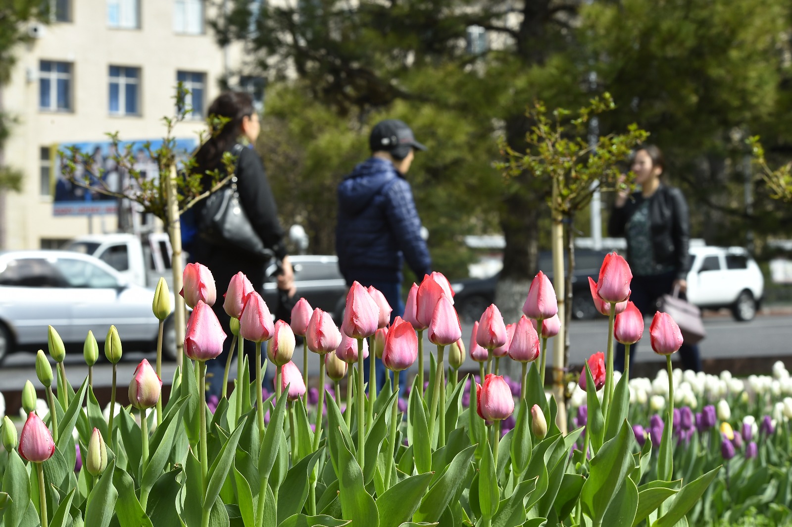 OQO-da 1,3 mln túp qyzǵaldaq tuqymy otyrǵyzyldy