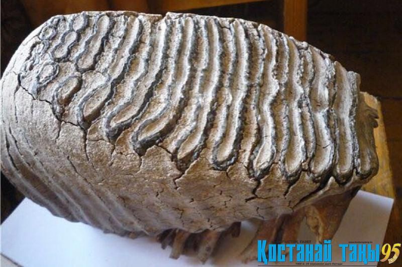 Torǵaı dalasynan zildiń tisi tabyldy