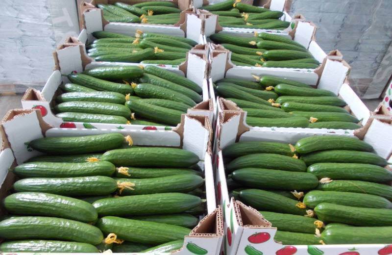 Ońtústikte on aıda ónerkásip kásiporyndarymen 684 mlrd teńgege jýyq ónim óndirildi