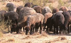 Qarakól óndirisiniń órkendi joly