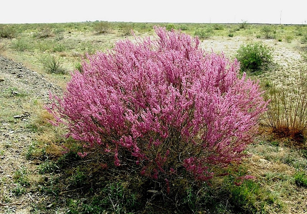 Sholaqqorǵan-Shymkent tas jolynyń boıyna jyńǵyl otyrǵyzyldy