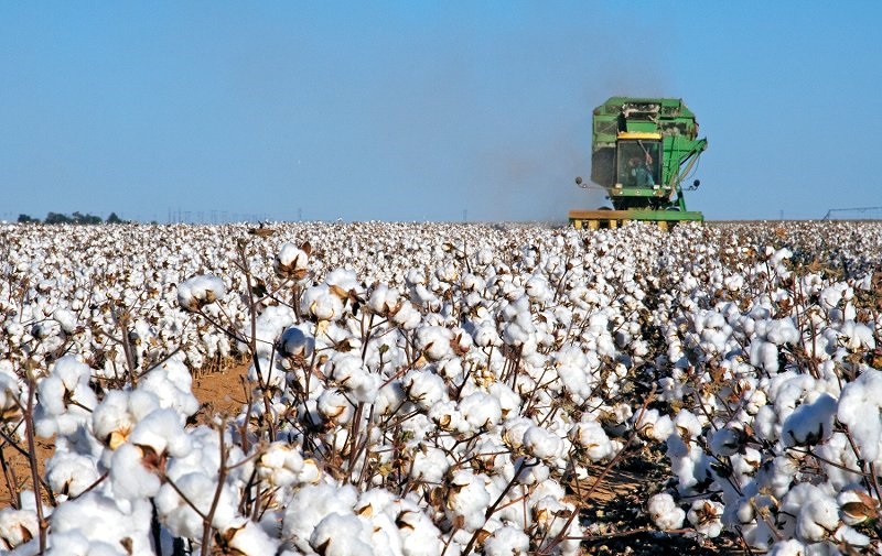 Ońtústiktiń maqtasy on elge eksporttalýda