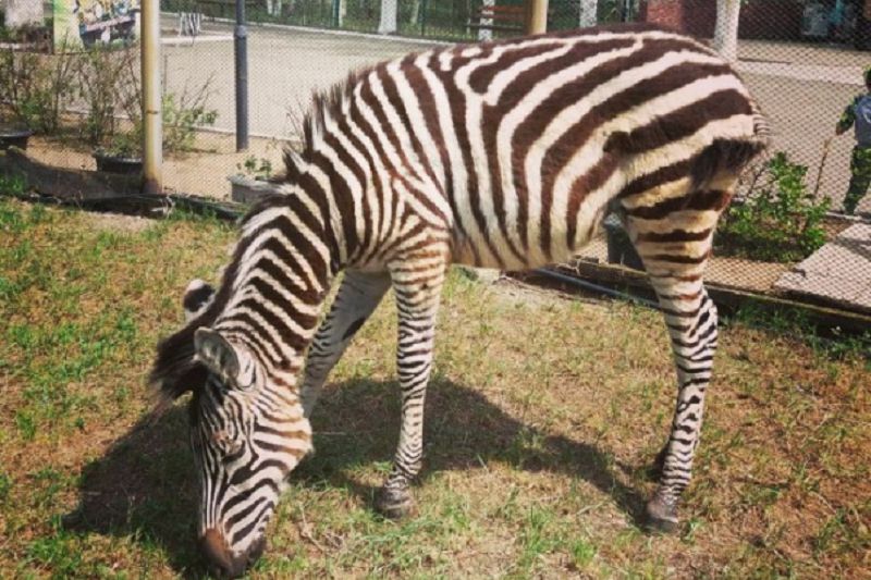 Qaraǵandy zebraǵa zer salatyn bolady