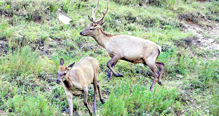 Aqtóbelik kásipker maral ósirýge bel býdy