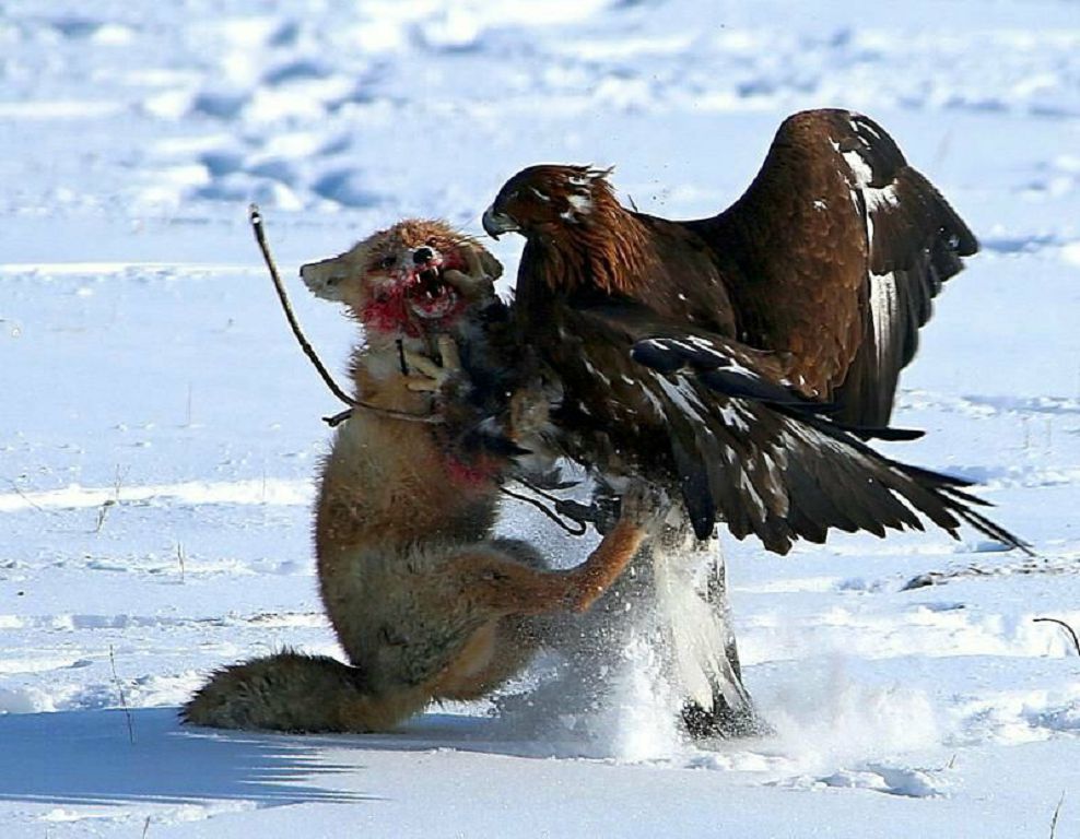 Qyrypsal qyrandar qanjyǵa maılady