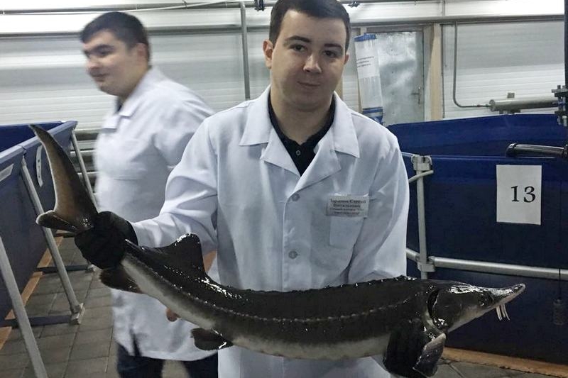 Qaraǵandy oblysynda qara bekire ýyldyryqtary óndiriledi