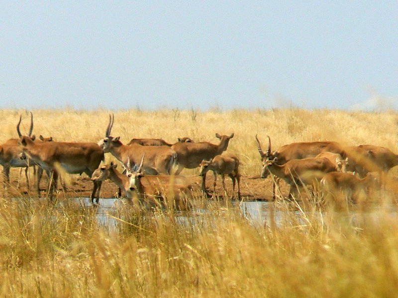 «Kıiktiń qyrylýyna kene kináli»