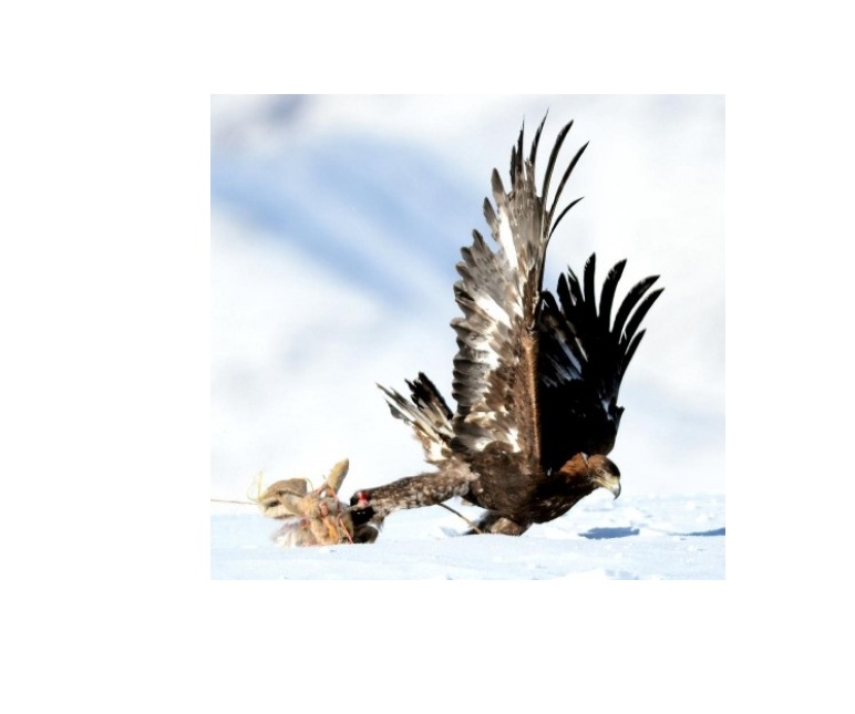 Almatyda «Jyrtqysh qustar men ańshylyq: tarıhy men búgini» atty konferensııa ótti