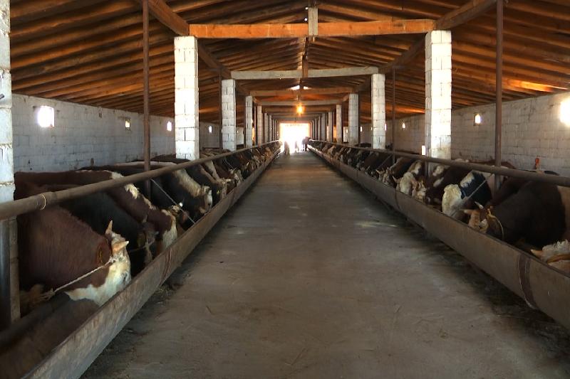 Qazyǵurtta mal bordaqylaý kesheni salynyp jatyr