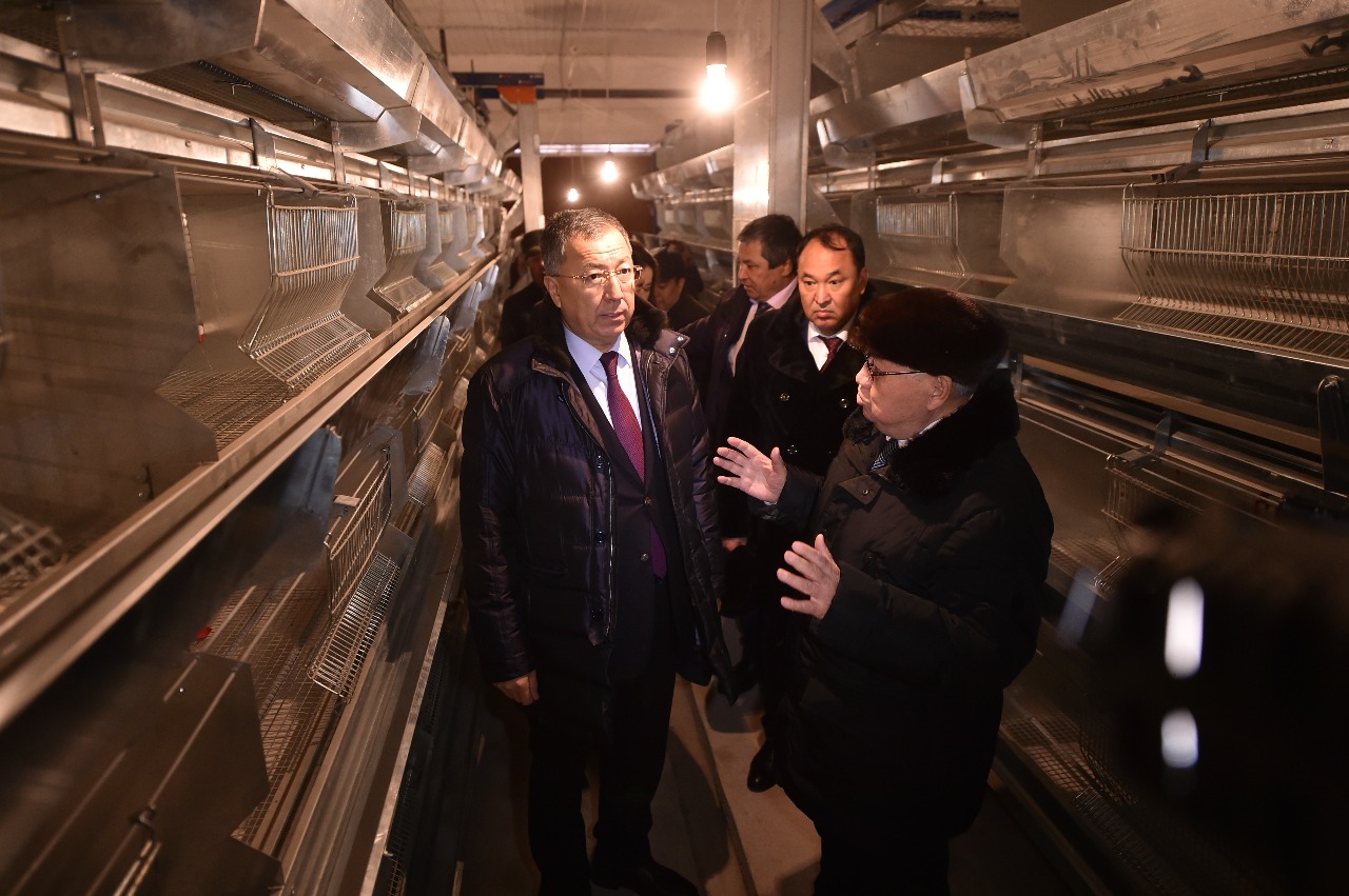 Tólebı aýdanynda kooperatıvke birikken fermerler qus sharýashylyǵyn damytpaq