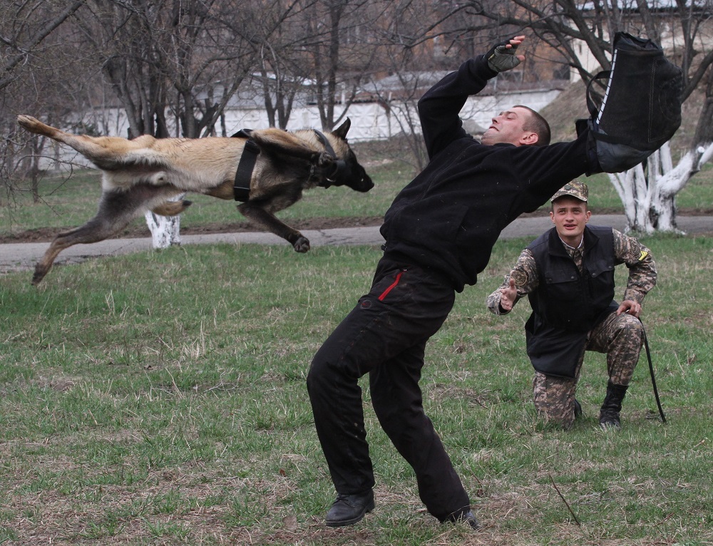 Shekara qyzmeti akademııasy ıisshil ıtterdi úıretedi