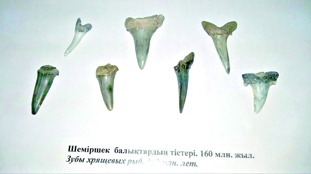 «Túıemoınaq akýlasynyń» tisi