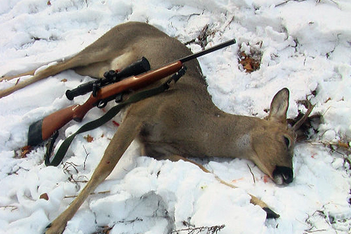 Qostanaıda elik atqandar ustaldy