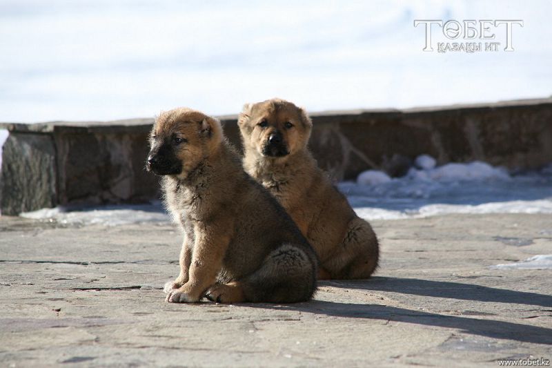 Qazaqtyń qaıran tóbeti-aı!